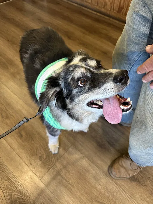 Acton Veterinary Clinic Picture 7