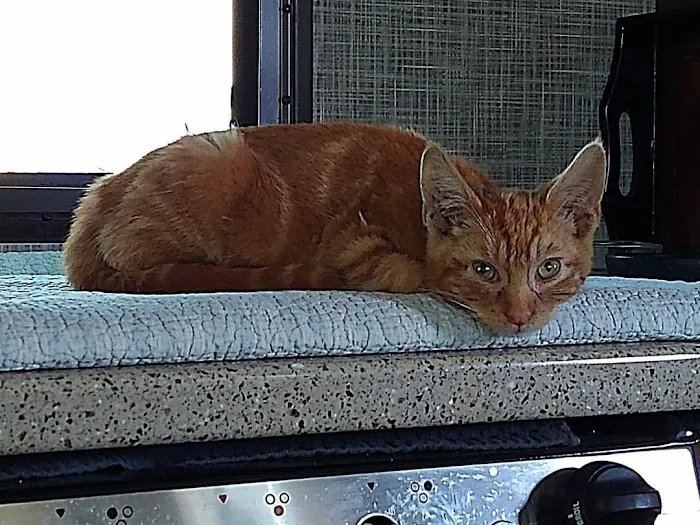 Acton Veterinary Clinic Picture 5