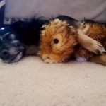 All Care Pet Clinic