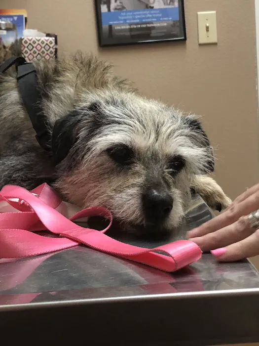 All Care Pet Clinic Picture 3