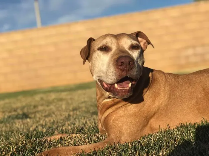 All Care Pet Clinic Picture 5