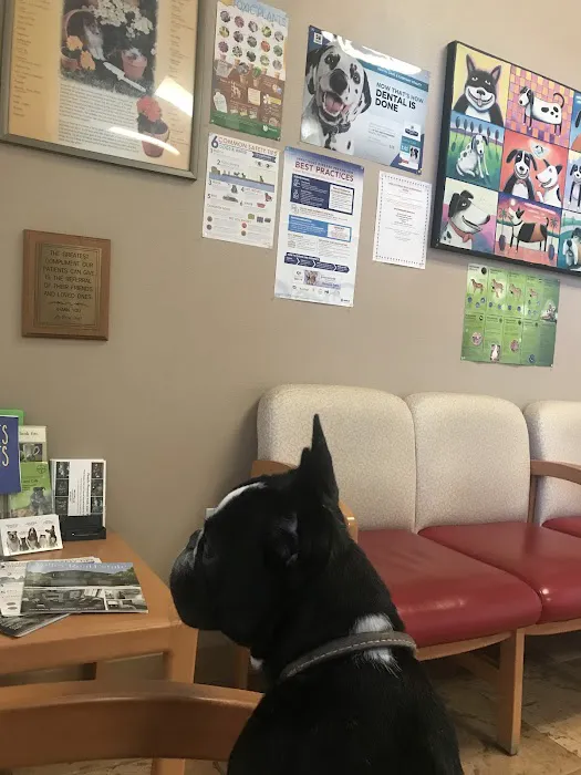 All Care Pet Clinic Picture 6