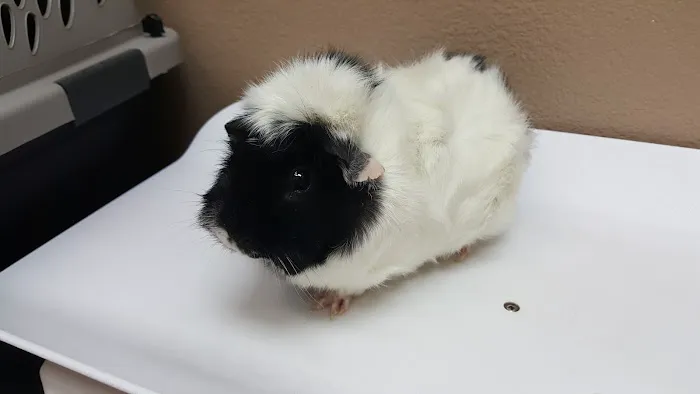 All Care Pet Clinic Picture 4