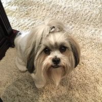 Calabasas Animal Clinic ico