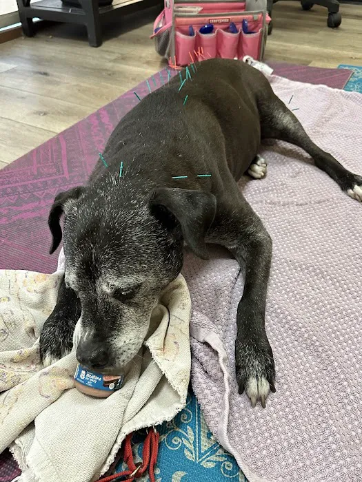 Calabasas Animal Clinic Picture 3