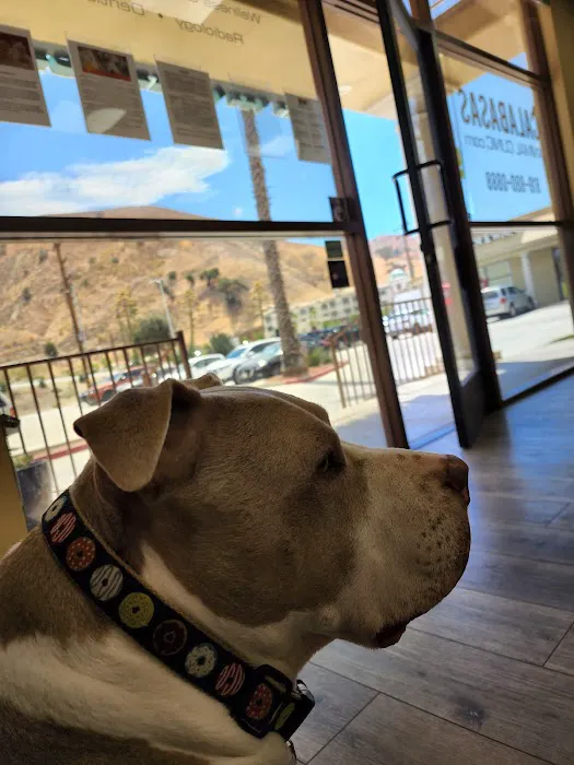 Calabasas Animal Clinic & Holistic Veterinary Center Picture 5