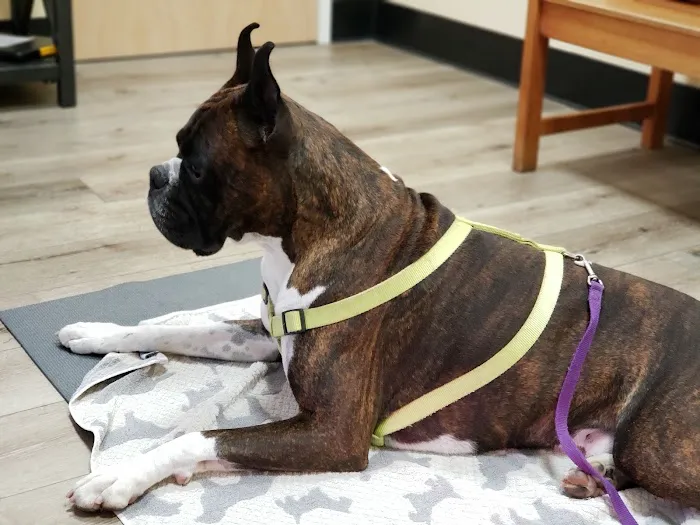 Calabasas Animal Clinic & Holistic Veterinary Center Picture 1