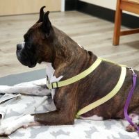 Calabasas Animal Clinic & Holistic Veterinary Center ico