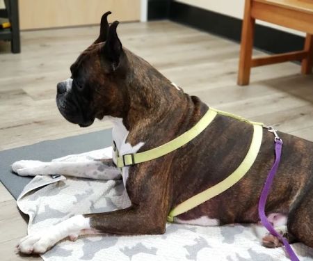 Calabasas Animal Clinic & Holistic Veterinary Center