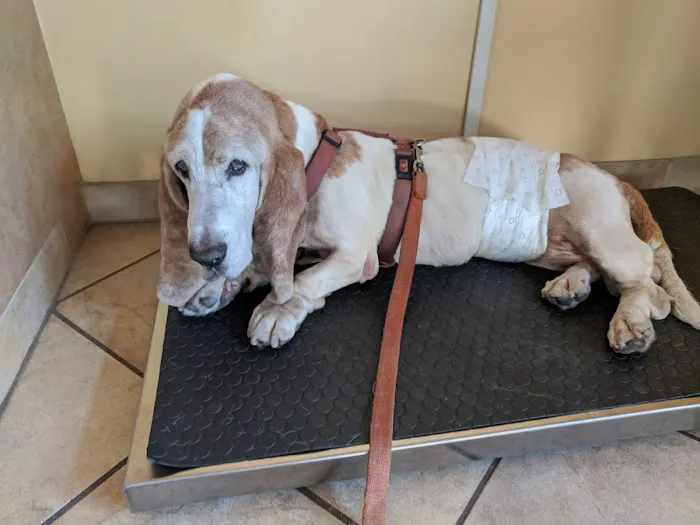 Calabasas Animal Clinic & Holistic Veterinary Center Picture 4