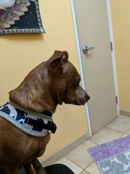 Calabasas Animal Clinic & Holistic Veterinary Center Picture 10