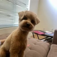 Agoura Animal Clinic ico