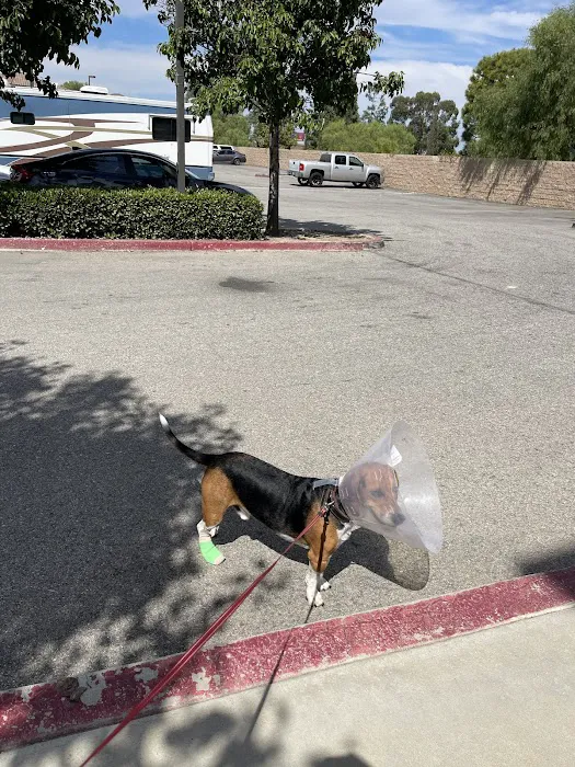 South Corona Pet Hospital Picture 6
