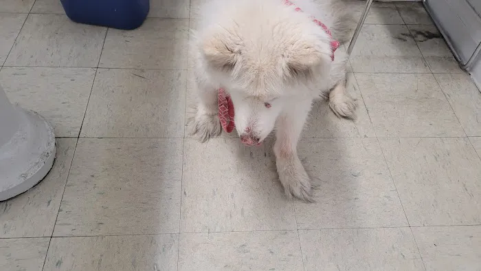 West Highland Dog & Cat Hospital Picture 1