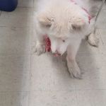 West Highland Dog & Cat Hospital