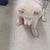 West Highland Dog & Cat Hospital ico
