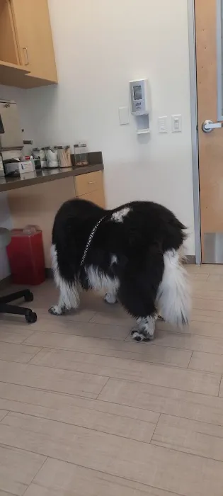 VCA Northside Animal Hospital Picture 6