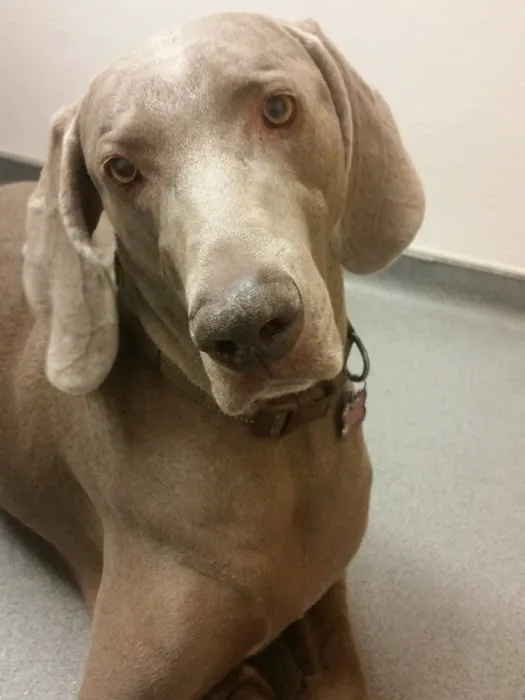 VCA Northside Animal Hospital Picture 4