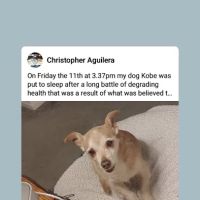 Northside Veterinary Clinic: De Wett Patty DVM ico