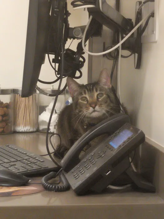 Northside Veterinary Clinic: De Wett Patty DVM Picture 7