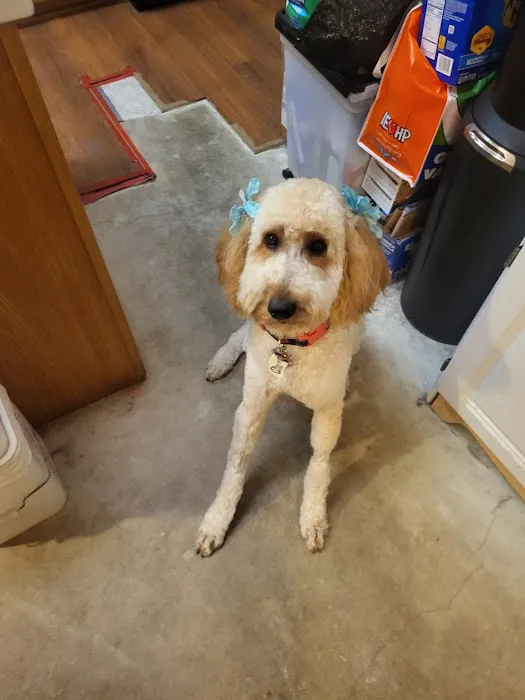Northside Veterinary Clinic: De Wett Patty DVM Picture 3