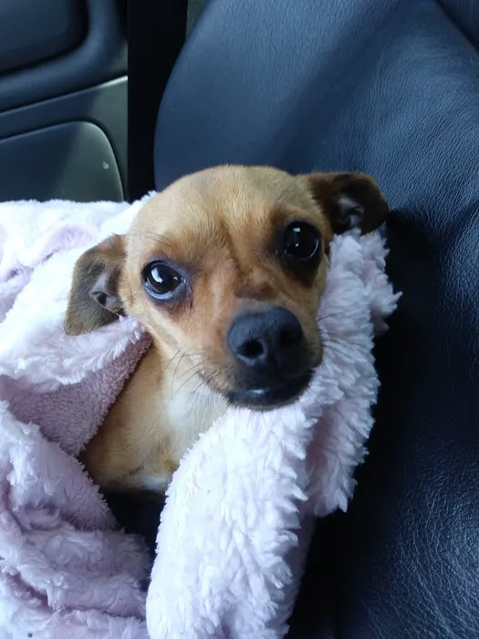 Advanced Pet Care Picture 1