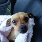 Advanced Pet Care