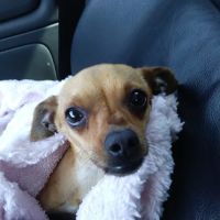 Advanced Pet Care ico