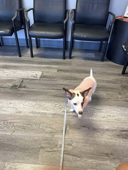 Advanced Pet Care Picture 4