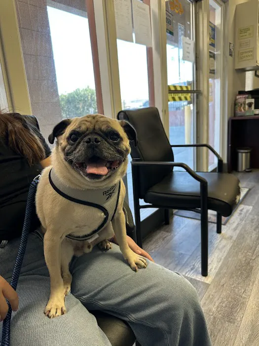 Advanced Pet Care Picture 7