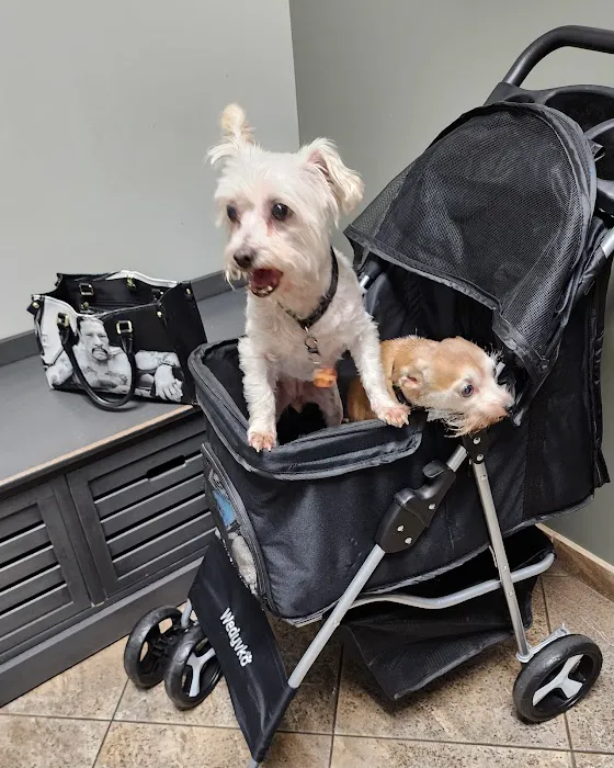 All Paws Riverside Animal Hospital Picture 3