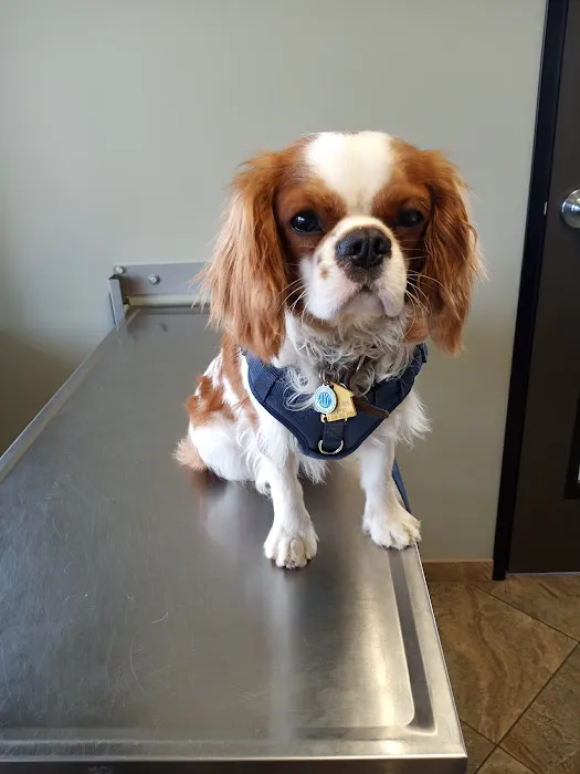 All Paws Riverside Animal Hospital Picture 6
