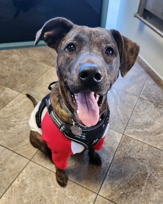All Paws Riverside Animal Hospital Picture 5