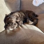 Animal Emergency Clinic