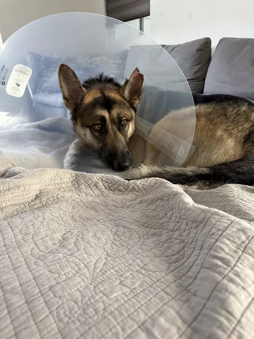 Animal Emergency Clinic Picture 2