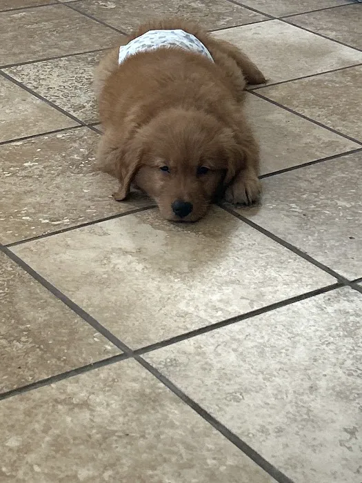 Animal Emergency Clinic Picture 4