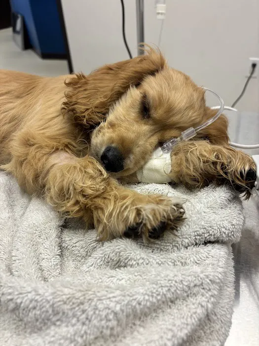 Moreno Valley Animal Hospital Picture 7