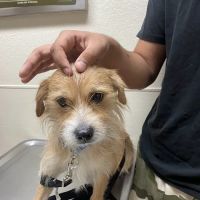 Loma Linda Animal Hospital ico