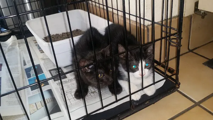 Loma Linda Animal Hospital Picture 6