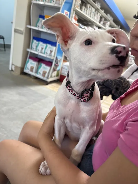 Loma Linda Animal Hospital Picture 9