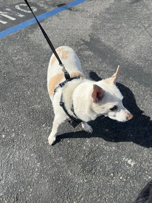 Loma Linda Animal Hospital Picture 10