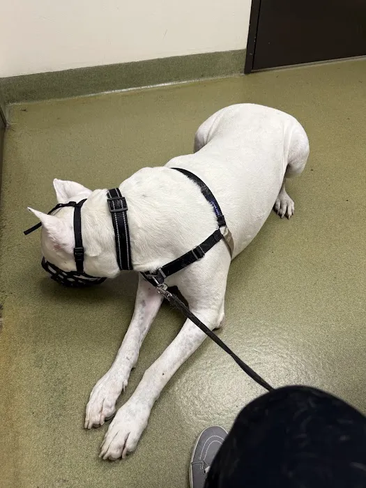 Moreno Valley Community Vet Care Picture 1