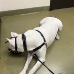 Moreno Valley Community Vet Care