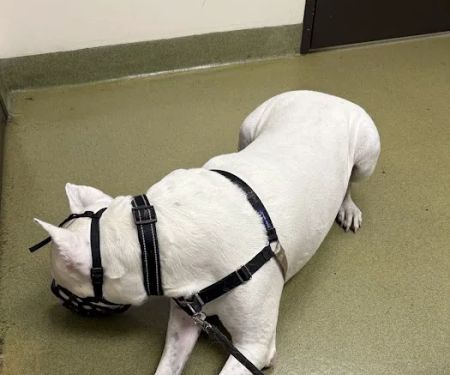 Moreno Valley Community Vet Care
