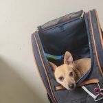 Moreno Valley Animal Clinic