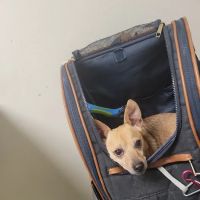 Moreno Valley Animal Clinic ico