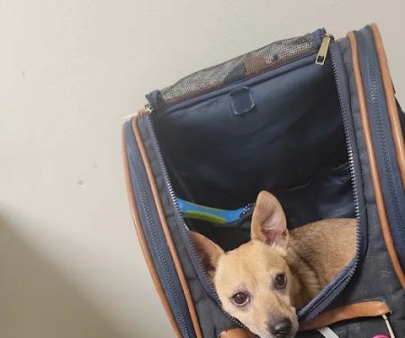 Moreno Valley Animal Clinic