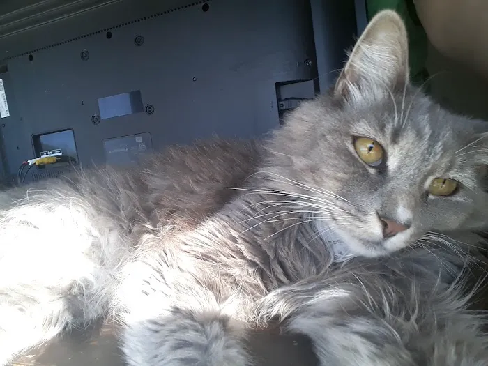 Moreno Valley Animal Clinic Picture 8
