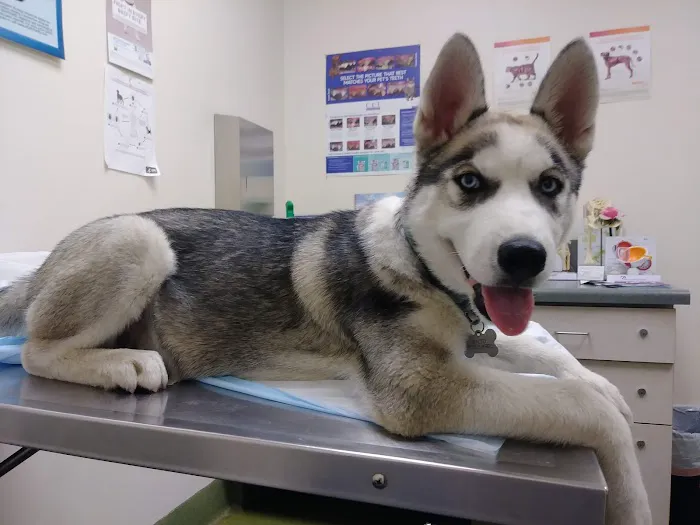 Moreno Valley Animal Clinic Picture 5