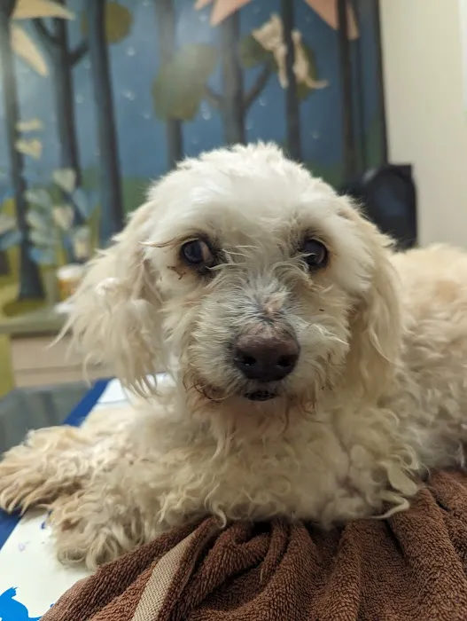 Moreno Valley Animal Clinic Picture 10